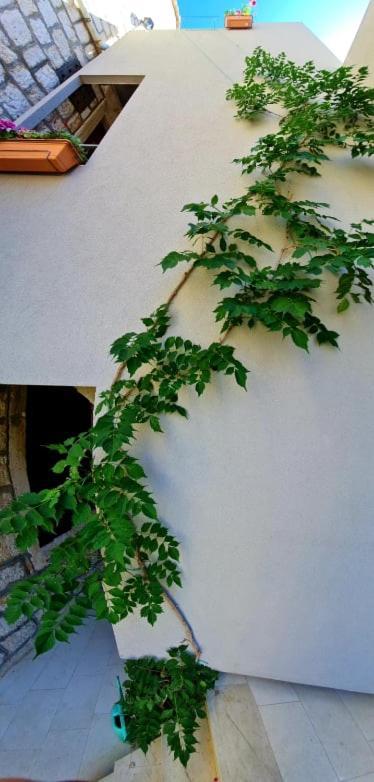 Bed & Breakfast Dionis Vis Esterno foto